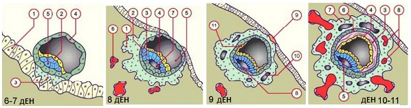 Ранни признаци на бременност 04